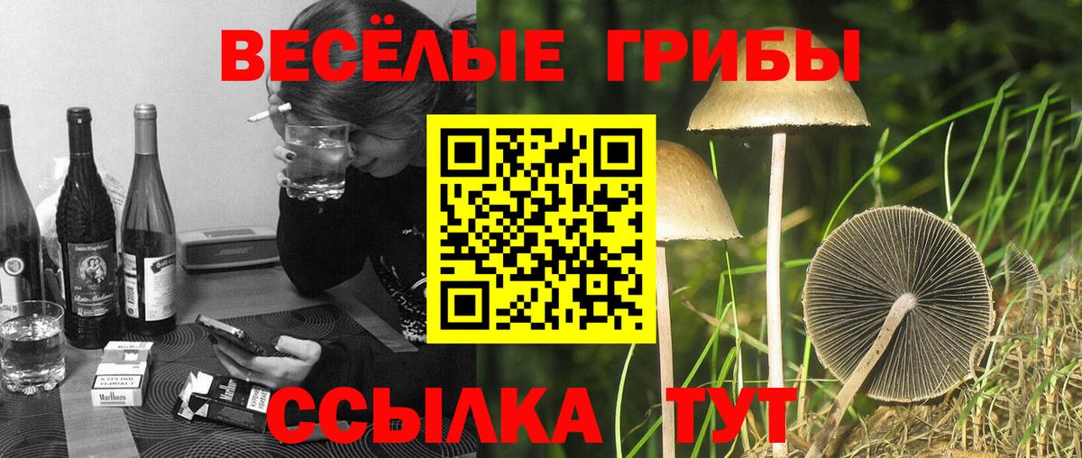 Галлюциногенные грибы Psilocybine cubensis Тейково